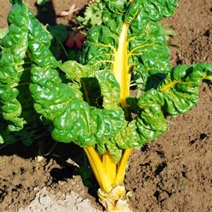 Chard - Canary - Whitwam Organics
