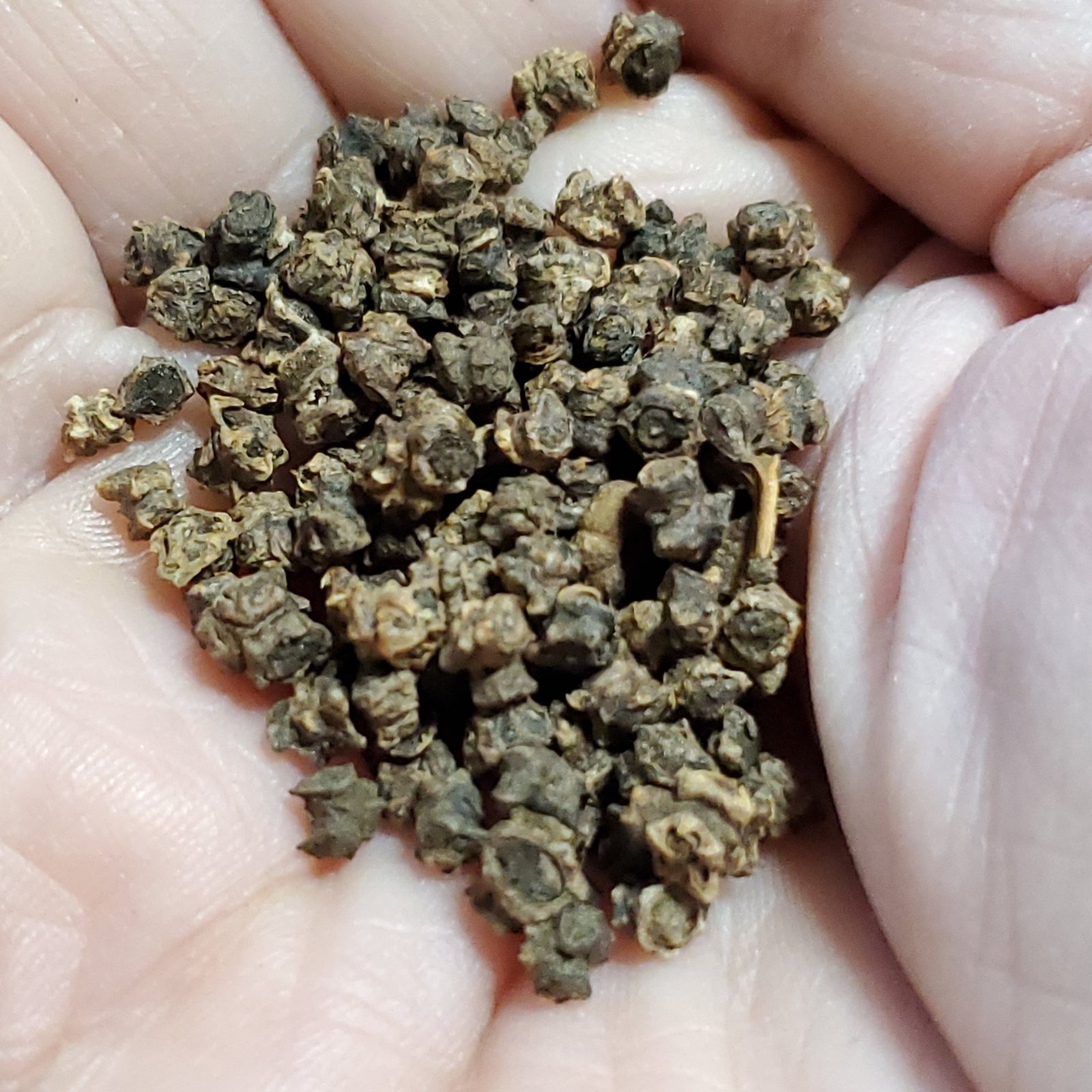 Chard - Flamingo - Whitwam Organics