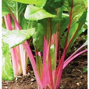 Chard - Flamingo - Whitwam Organics