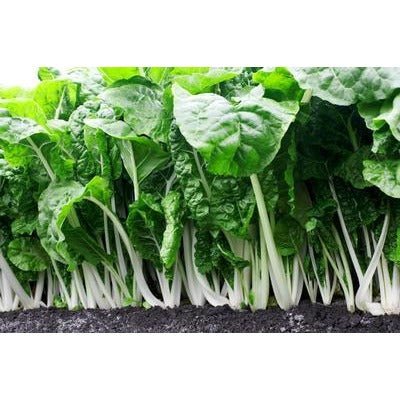 Chard - Fordhook - Whitwam Organics