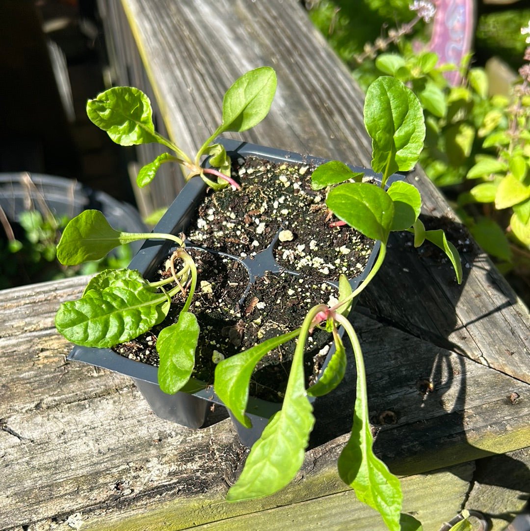 Chard - Fordhook - Whitwam Organics