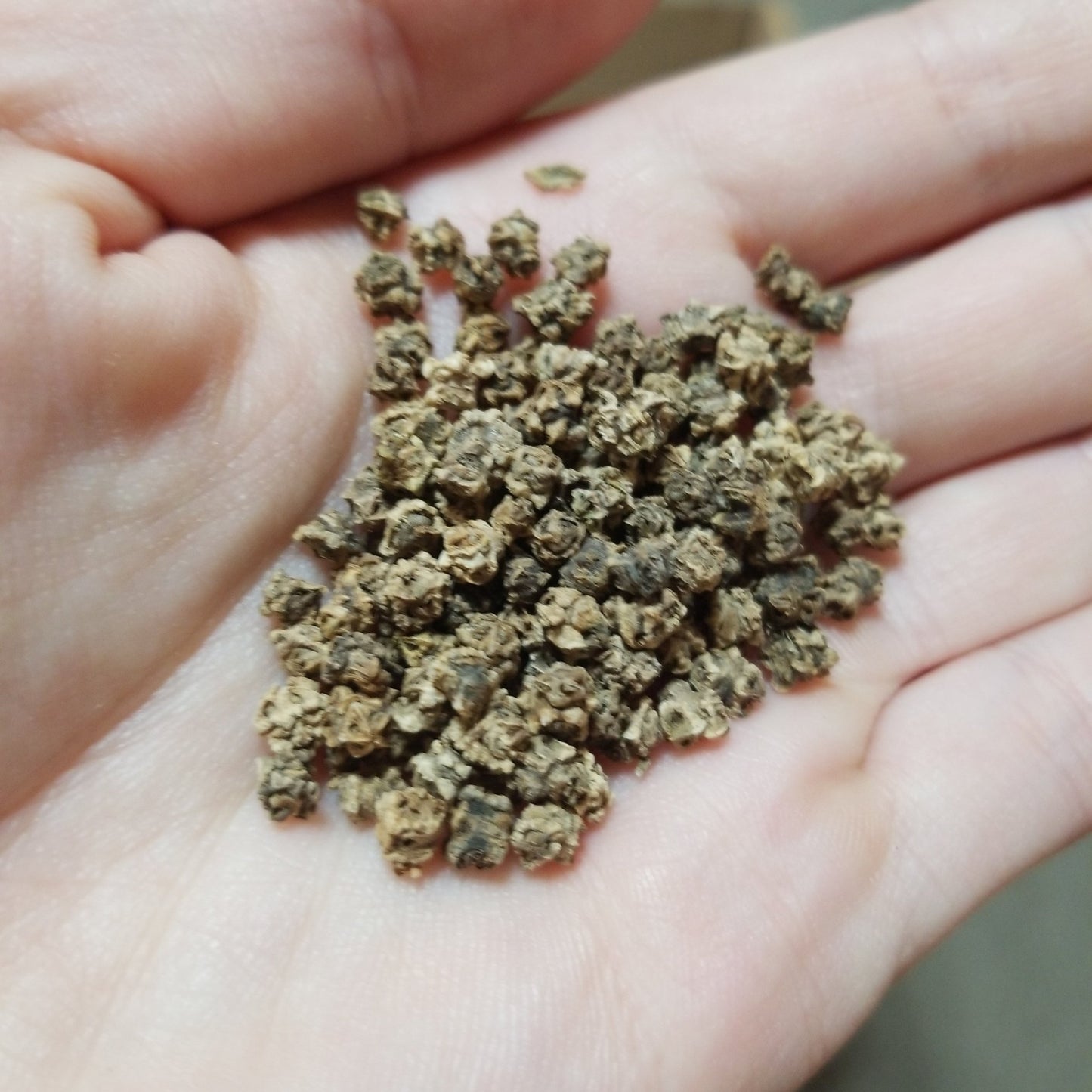 Chard - Perpetual Spinach Beet - Whitwam Organics