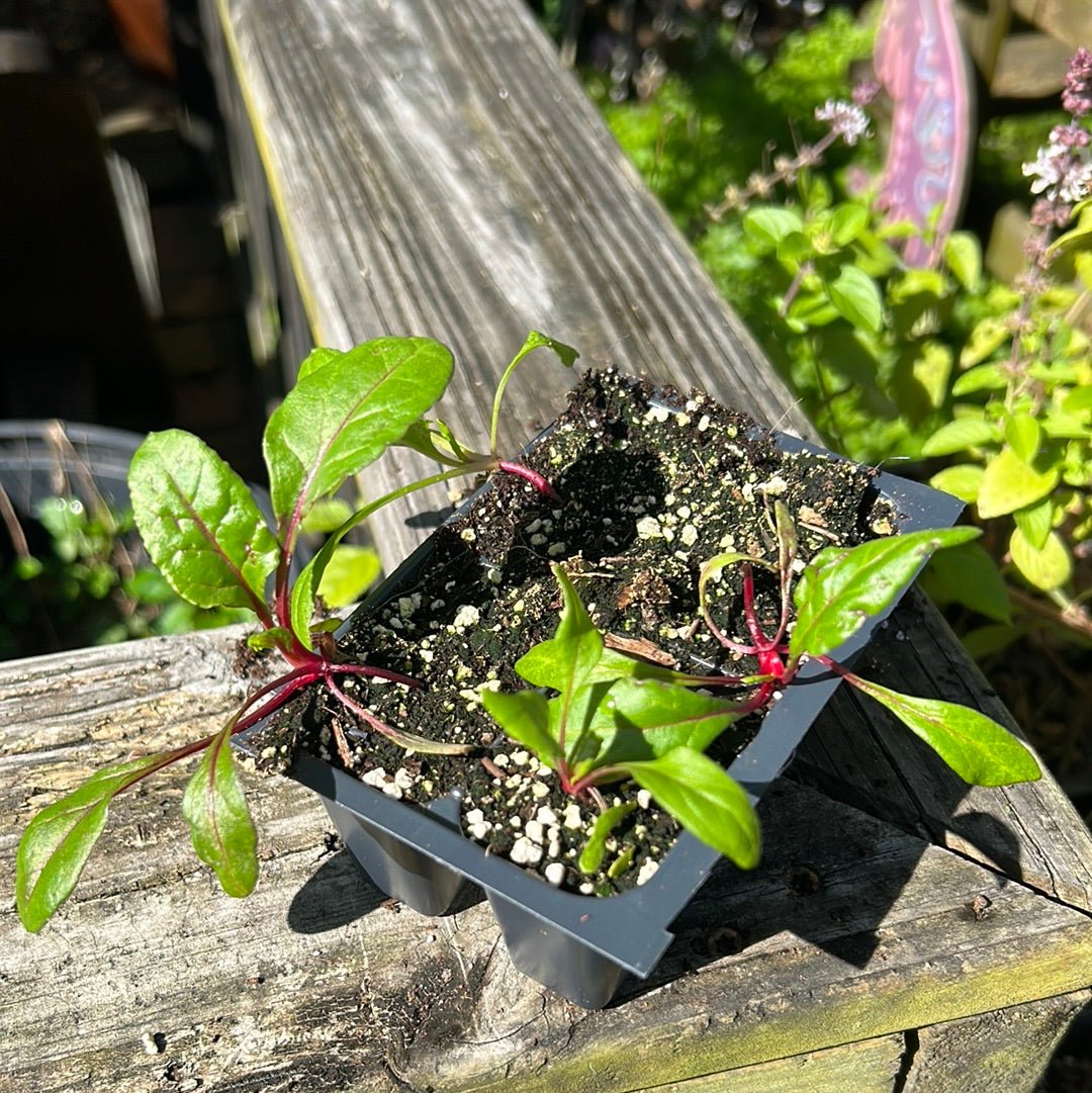 Chard - Pink Lipstick - Whitwam Organics