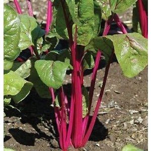 Chard - Pink Lipstick - Whitwam Organics