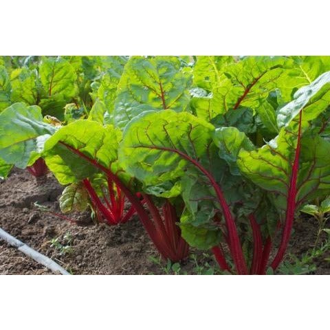 Chard - Ruby Red - Whitwam Organics