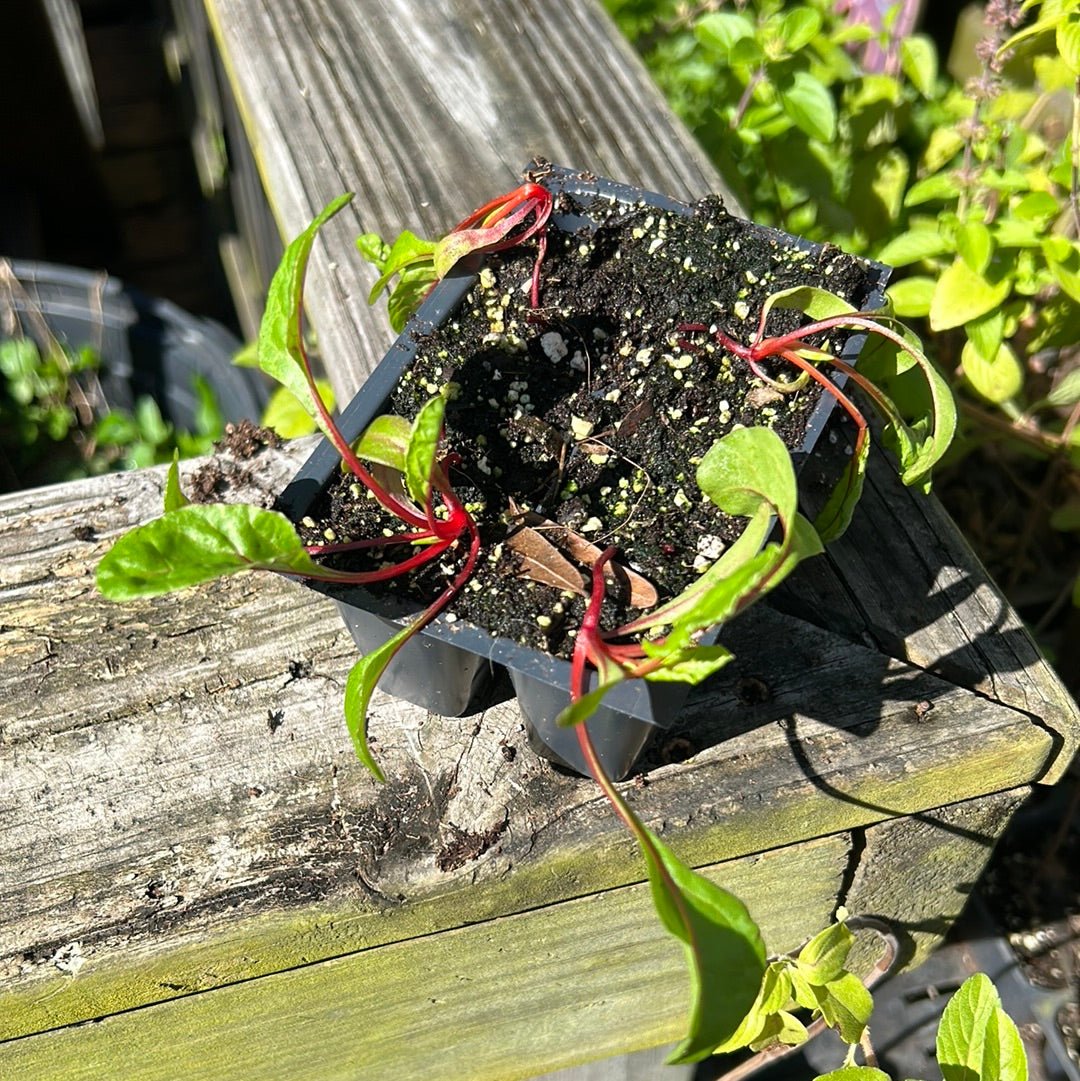 Chard - Ruby Red - Whitwam Organics
