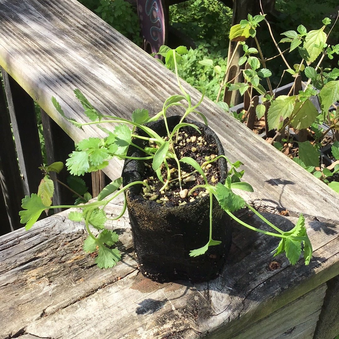 Cilantro - Coriander - Whitwam Organics