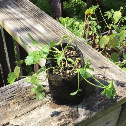 Cilantro - Coriander - Whitwam Organics