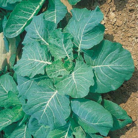 Collards - Georgia - Whitwam Organics