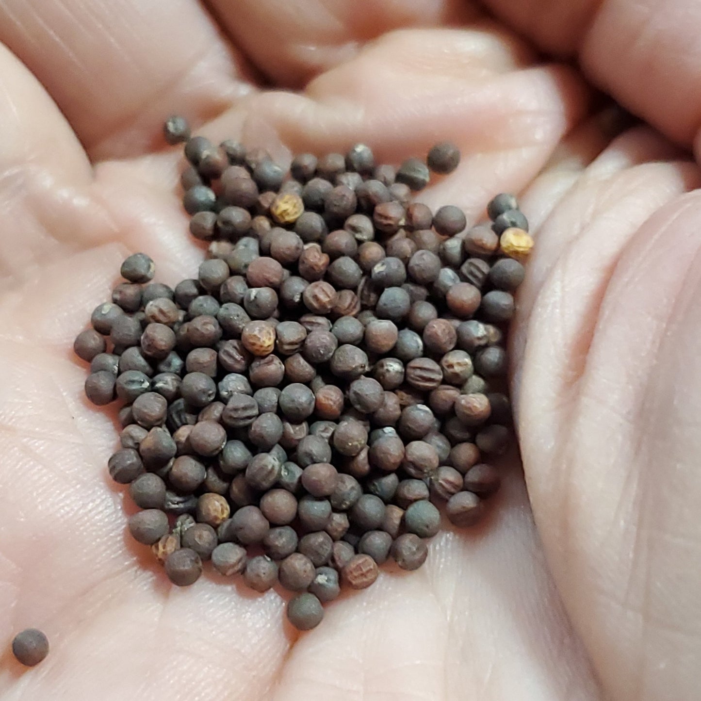 Collards - Georgia - Whitwam Organics