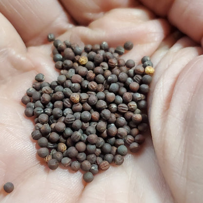 Collards - Georgia - Whitwam Organics