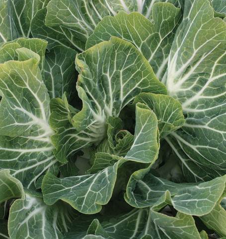 Collards - Portuguese - Whitwam Organics