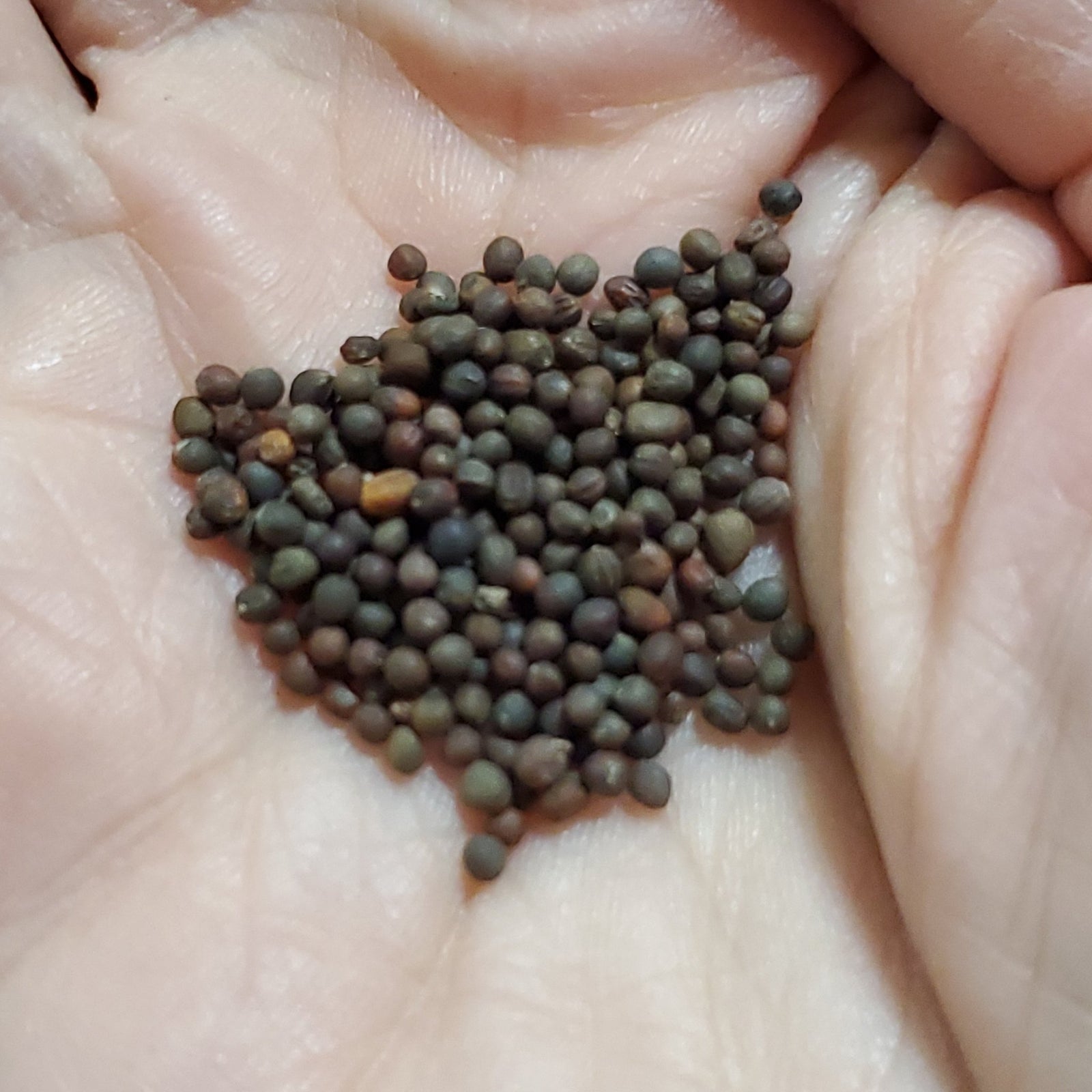 Collards - Portuguese - Whitwam Organics