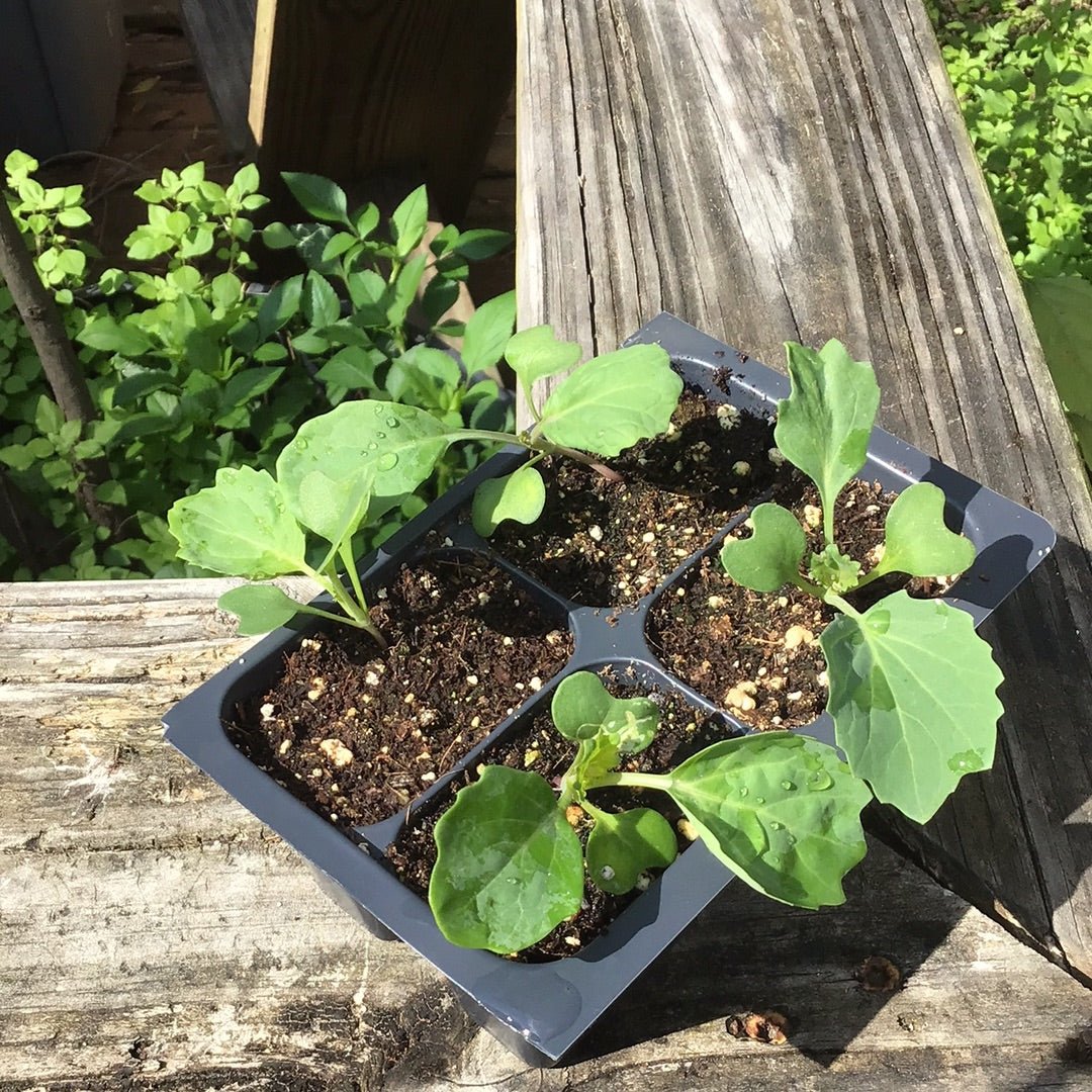 Collards - Variegated (Florida heirloom) - Whitwam Organics