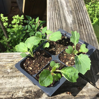Collards - Variegated (Florida heirloom) - Whitwam Organics