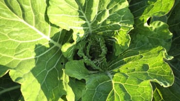 Collards - Variegated (Florida heirloom) - Whitwam Organics