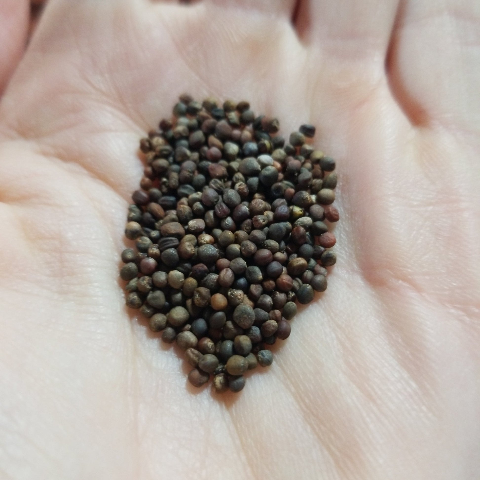 Collards - Variegated (Florida heirloom) - Whitwam Organics