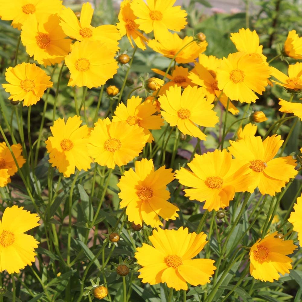 Coreopsis - Dwarf Lance - Leaved (Coreopsis lanceolata) (Florida Native) - Whitwam Organics