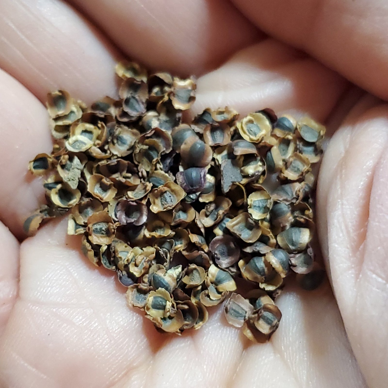 Coreopsis - Dwarf Plains (Coreopsis tinctoria) (Florida - Friendly) - Whitwam Organics