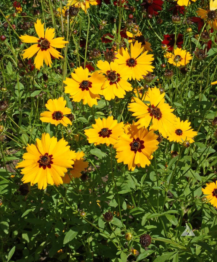 Coreopsis - Golden Wave Tickseed (Coreopsis basalis) (Florida - Friendly) - Whitwam Organics