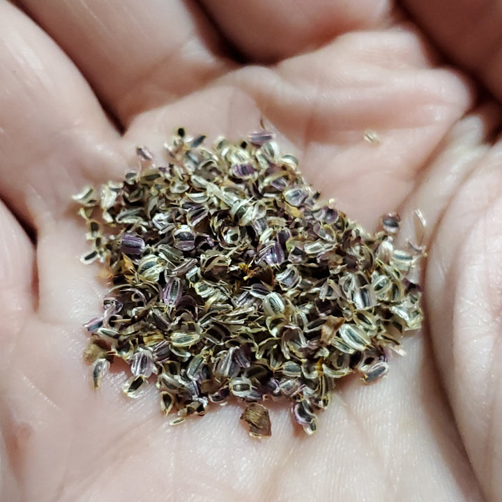 Coreopsis - Leavensworth's Tickseed (Coreopsis leavenworthii) (Florida Native) - Whitwam Organics