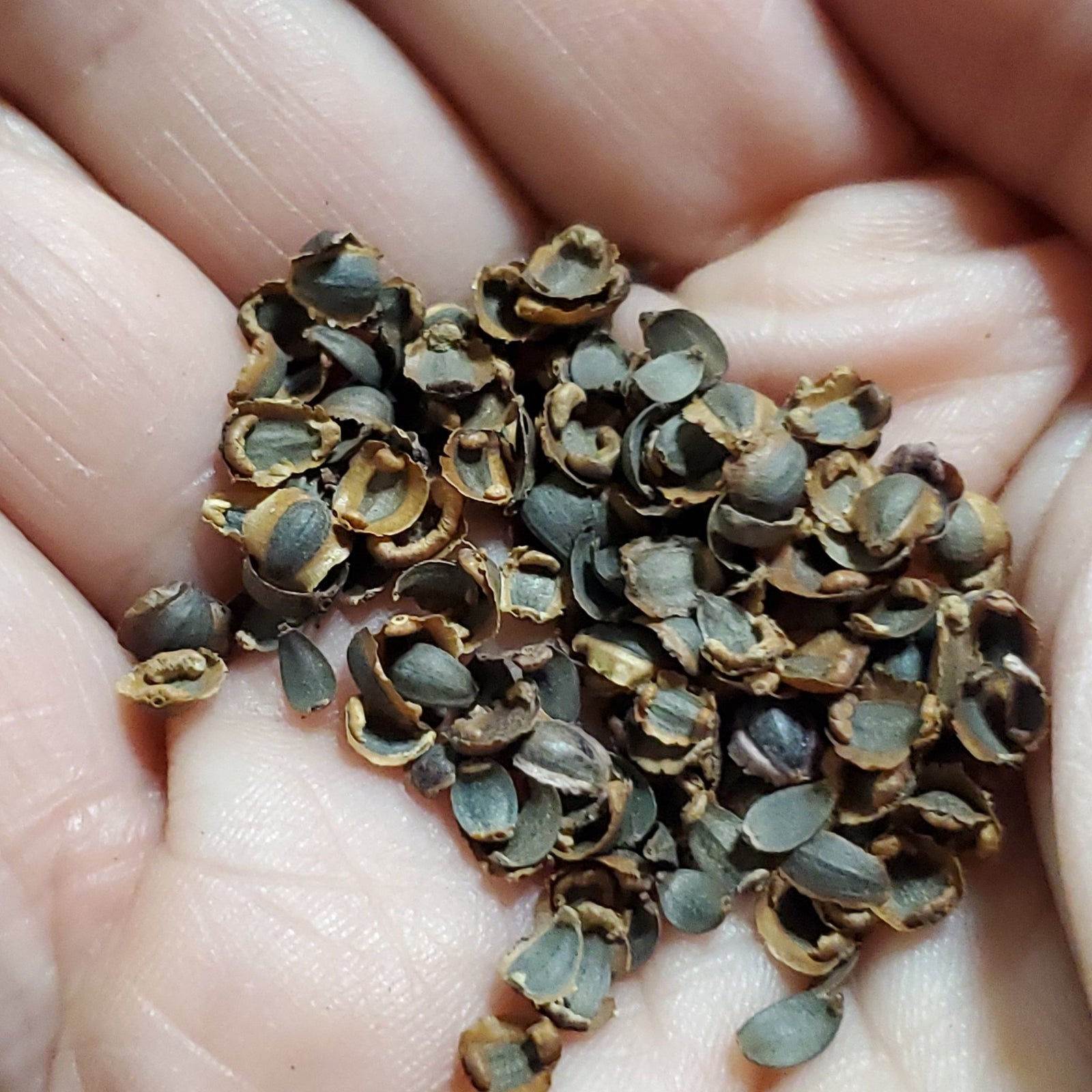 Coreopsis - Picta Tickseed (Coreopsis nuecensis) (Florida Native) - Whitwam Organics