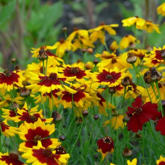 Coreopsis - Plains (Coreopsis tinctoria) (Florida - Friendly) - Whitwam Organics