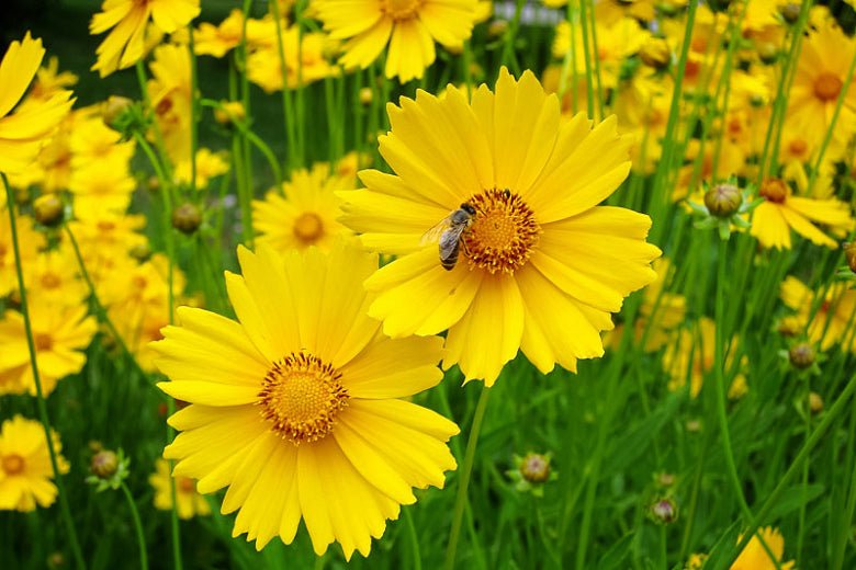 Coreopsis - Sand (Coreopsis lanceolata) (Florida Native) - Whitwam Organics