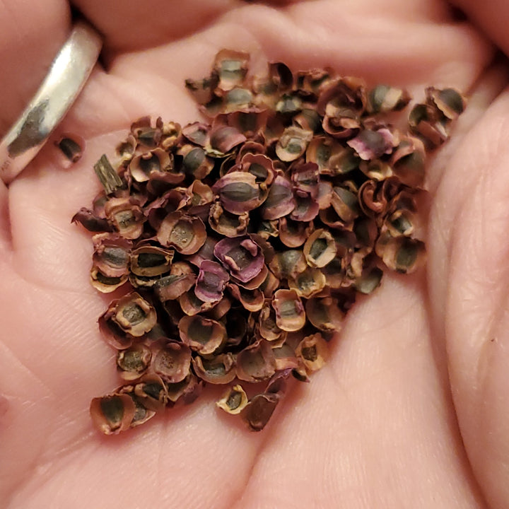 Coreopsis - Sand (Coreopsis lanceolata) (Florida Native) - Whitwam Organics