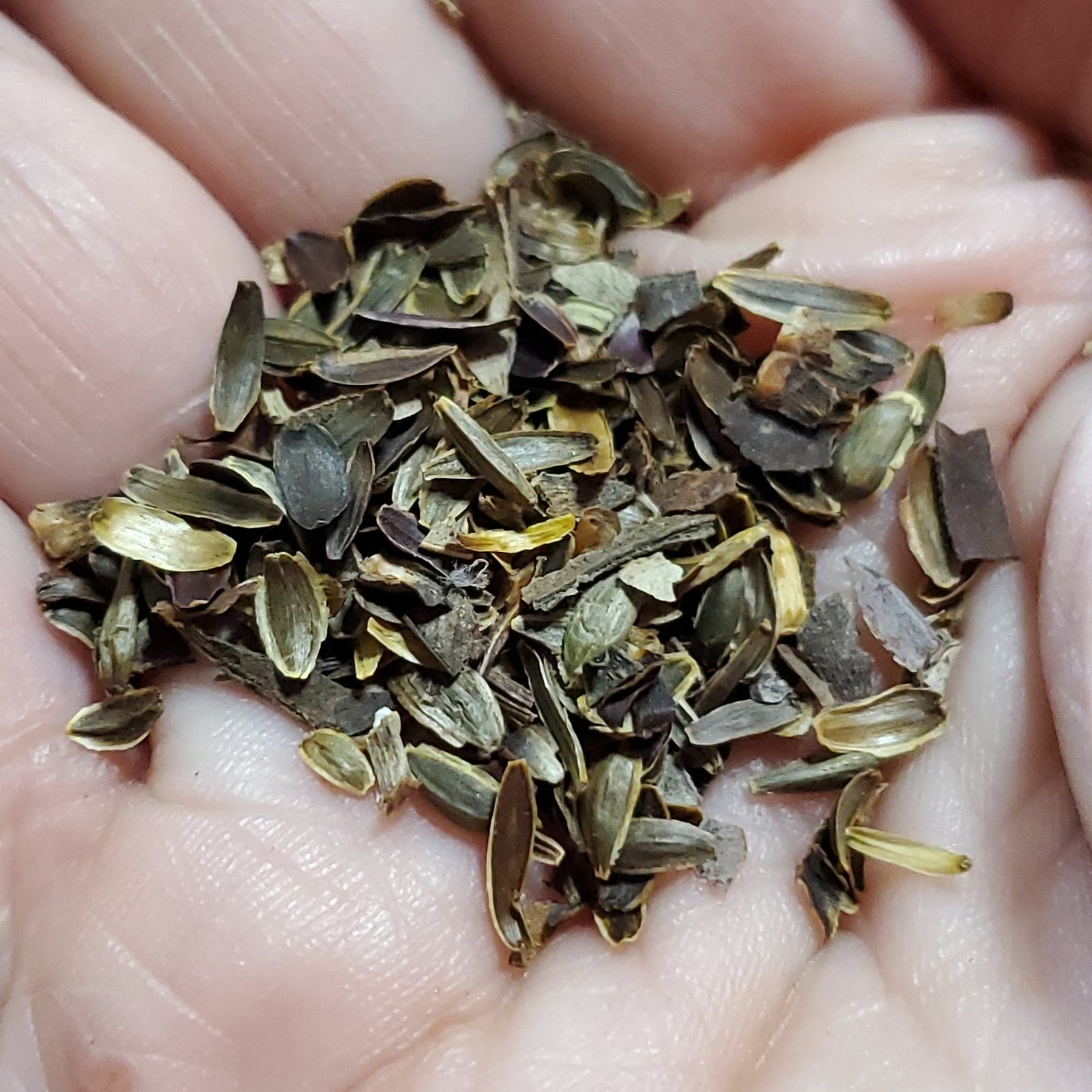 Coreopsis - Tall (Coreopsis tripteris) (Florida Native) - Whitwam Organics