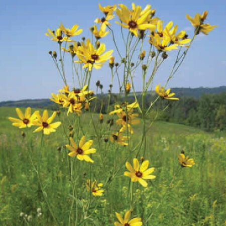 Coreopsis - Tall (Coreopsis tripteris) (Florida Native) - Whitwam Organics