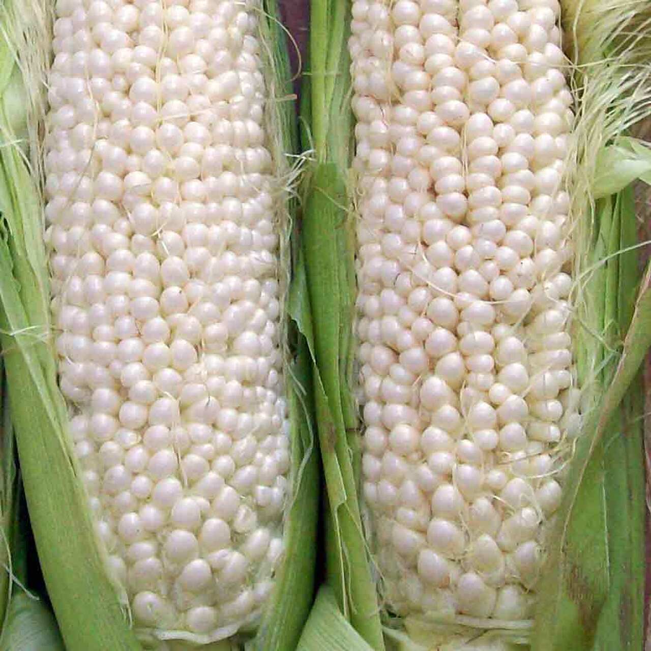 Corn - Country Gentleman Sweet Corn - (Heirloom) - Whitwam Organics