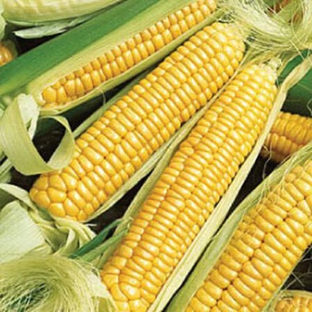 Corn - Golden Bantam Sweet Corn - (Heirloom) - Whitwam Organics