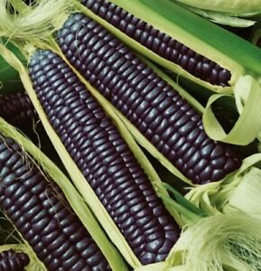 Corn - Hopi Blue Improved Ornamental/Blue Cornmeal Corn - (Heirloom) - Whitwam Organics