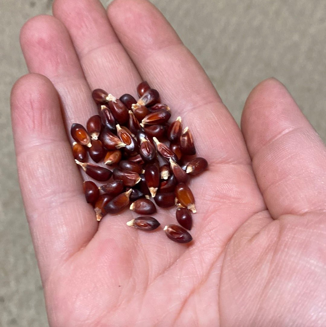 Corn - Red Strawberry Popcorn - (Heirloom) - Whitwam Organics