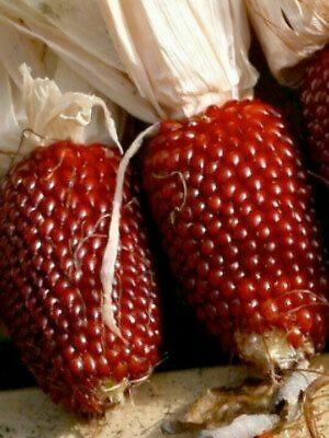 Corn - Red Strawberry Popcorn - (Heirloom) - Whitwam Organics