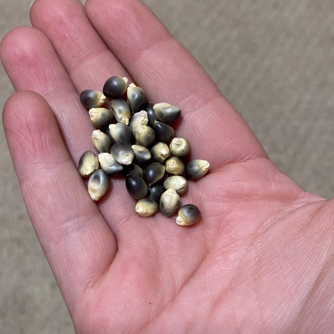 Corn - Shaman's Blue Popcorn - (Heirloom) - Whitwam Organics