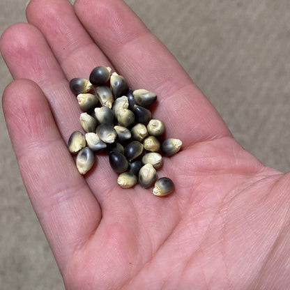 Corn - Shaman's Blue Popcorn - (Heirloom) - Whitwam Organics