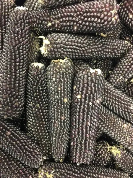 Corn - Shaman's Blue Popcorn - (Heirloom) - Whitwam Organics