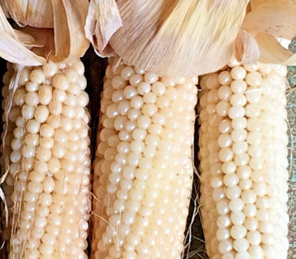 white popcorn seeds for planting Corn- White Japanese Hulless Popcorn- (Heirloom)