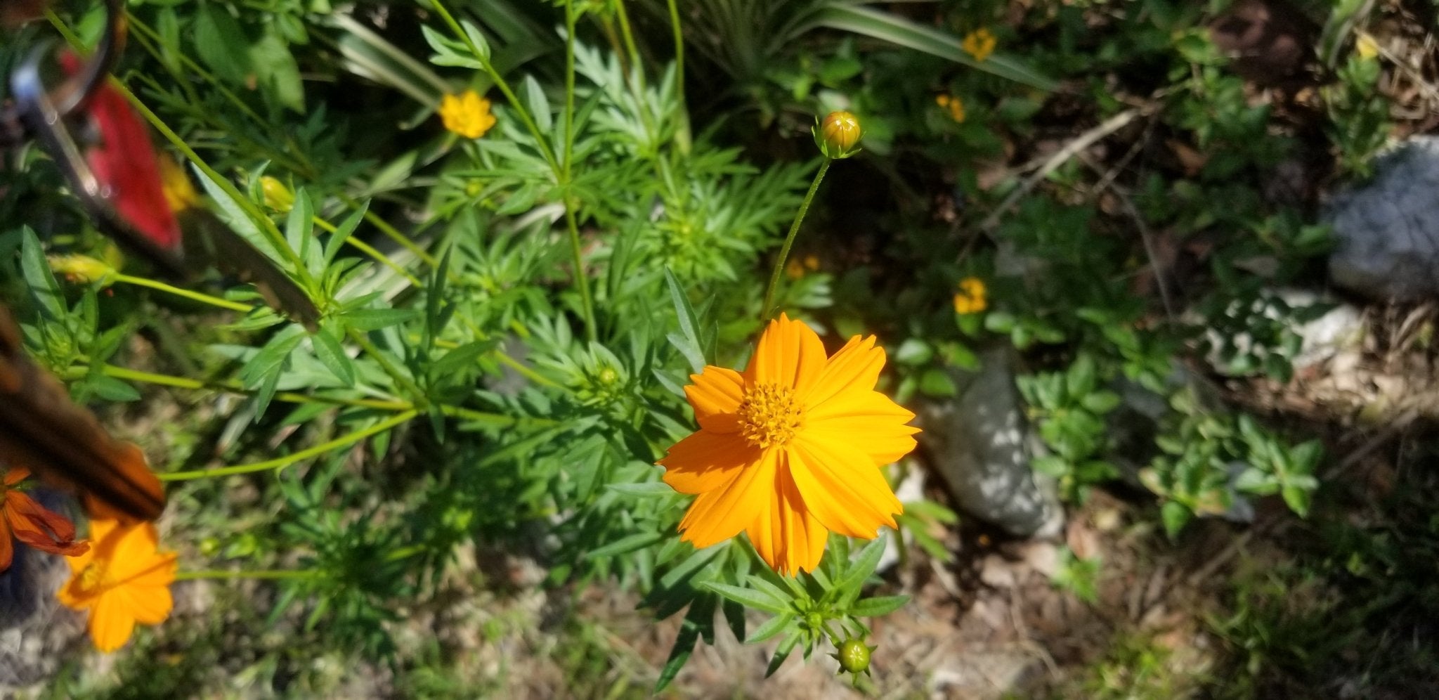 Whitwam Organics Cosmos Mix