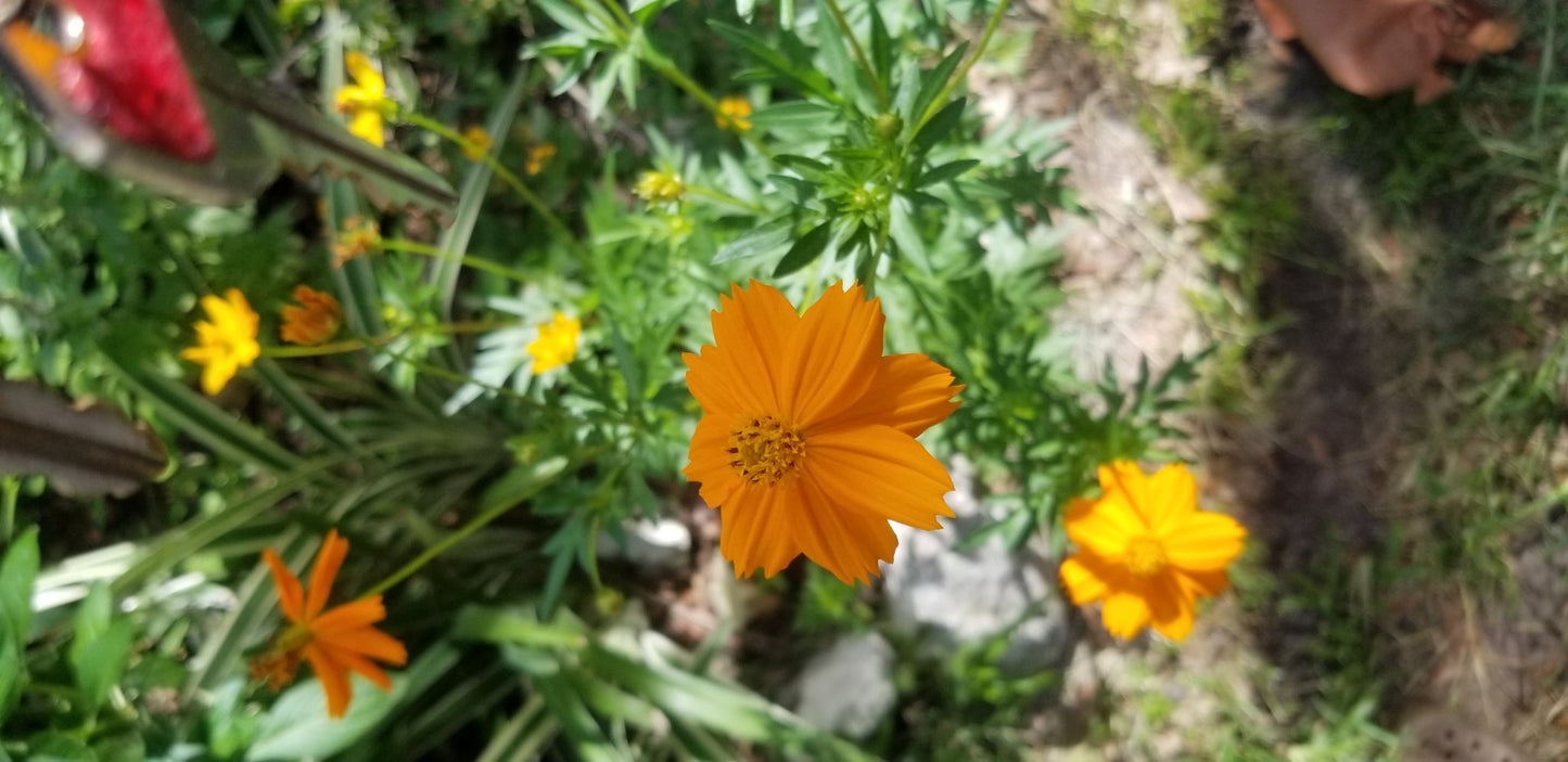 Cosmos - Bright Lights Mix - Whitwam Organics