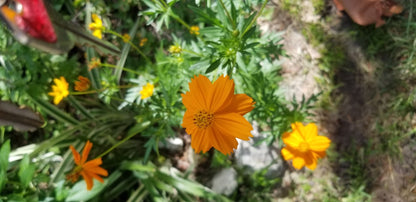 Cosmos - Bright Lights Mix - Whitwam Organics