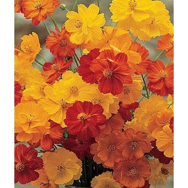 Cosmos - Bright Lights Mix - Whitwam Organics