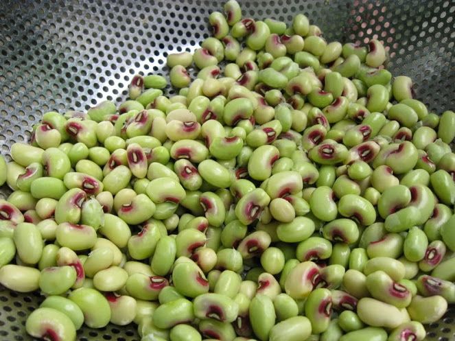 Cowpea - Pinkeye Purple Hull - Whitwam Organics