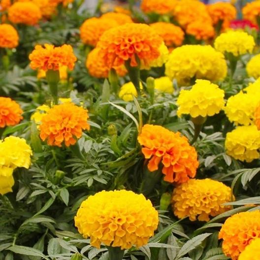 Crackerjack African Marigold - Whitwam Organics