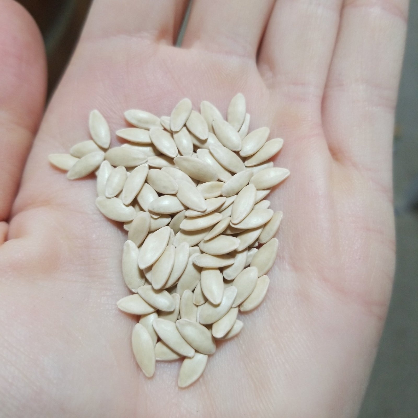 Cucumber - Marketmore - Whitwam Organics