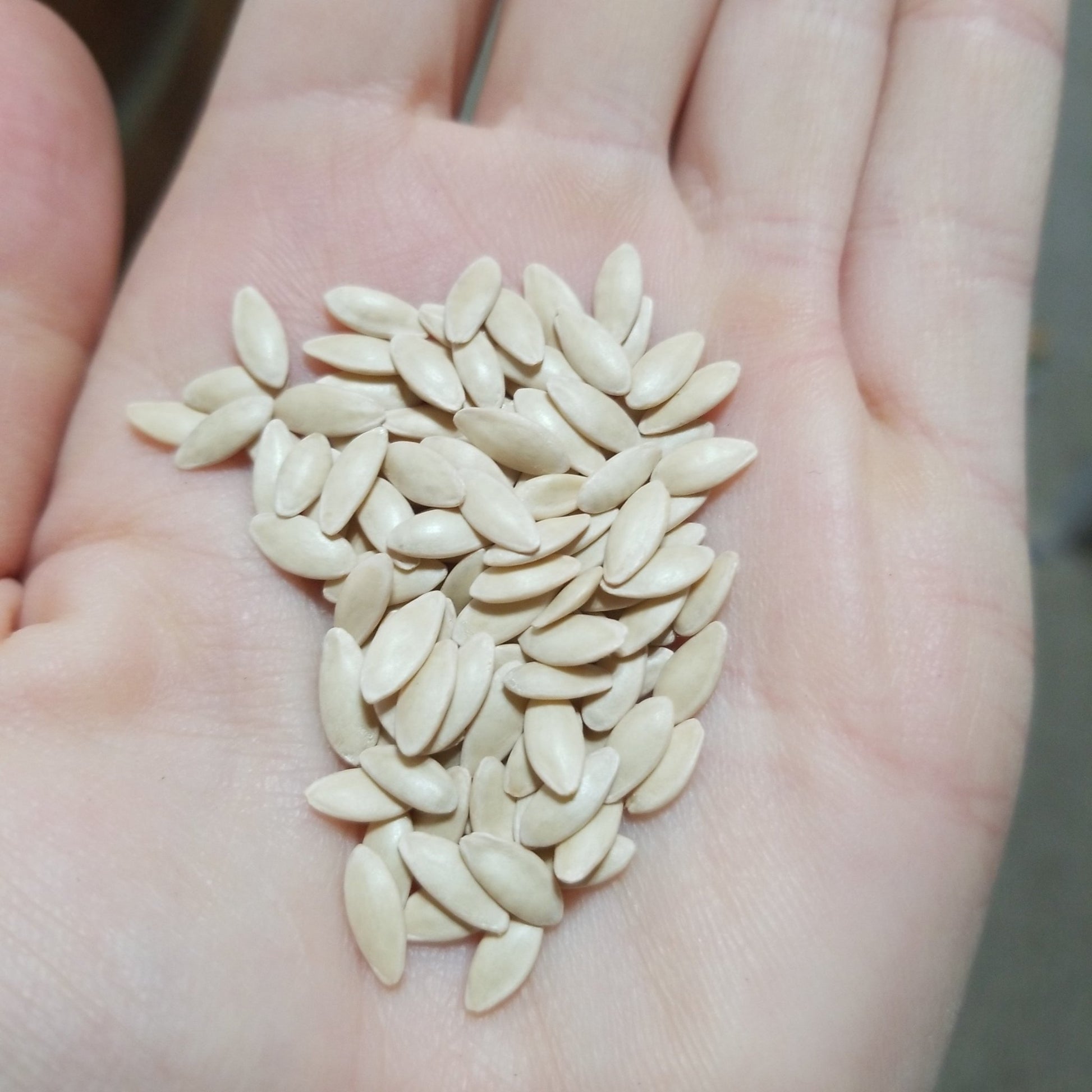 Cucumber - Marketmore - Whitwam Organics