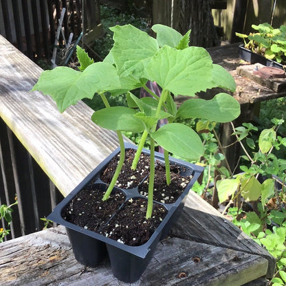 Cucumber - Marketmore - Whitwam Organics