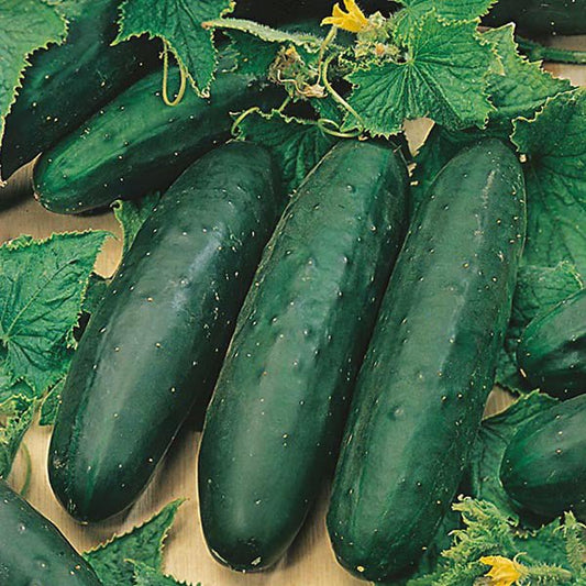 Cucumber - Marketmore - Whitwam Organics